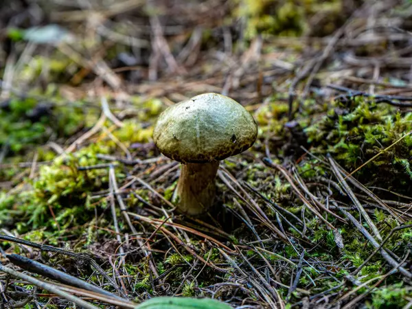 小蘑菇 有褐色的花冠在焦点 — 图库照片