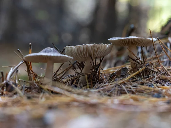 层状蘑菇特写 从下面看 秋天的蘑菇在森林里 — 图库照片