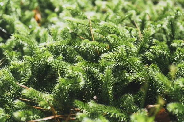 Dense Soft Sphagnum Moss Rich Green Color — Stock Photo, Image