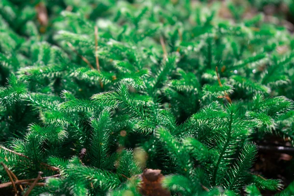 Dicht Zacht Sphagnum Mos Van Rijke Groene Kleur — Stockfoto