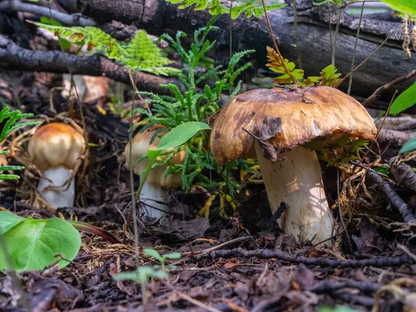 秋天的蘑菇在森林的特写 黄色的大蘑菇 — 图库照片