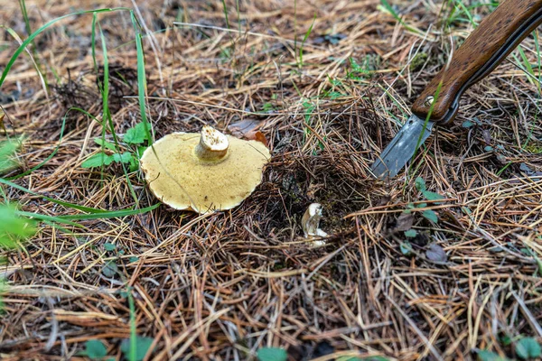 切碎蘑菇 在背景中用来采摘蘑菇的刀 收集野生蘑菇的概念 — 图库照片