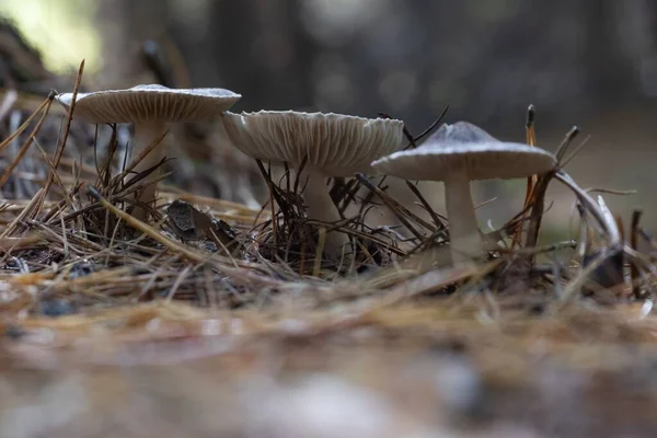 Lamellar Mushrooms Closeup View Autumn Mushrooms Forest — Stock Photo, Image