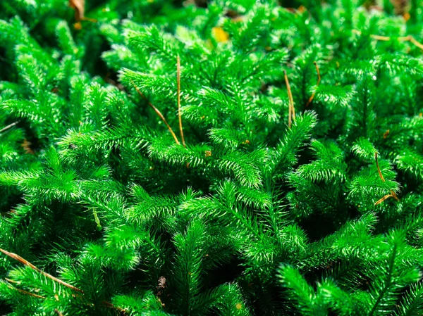 Dense Soft Sphagnum Moss Rich Green Color — Stock Photo, Image