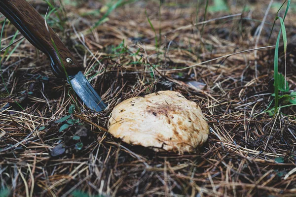 large mushroom, knife picking mushrooms. concept of collecting wild mushrooms
