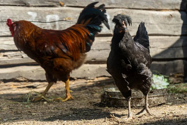 Haan Met Kip Een Kippenhok Home Farm Dorp — Stockfoto