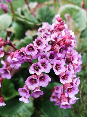 Badan 'da yaz günü sık yapraklı çiçek yetiştirme tesisi. Bergenia Crassifolia.