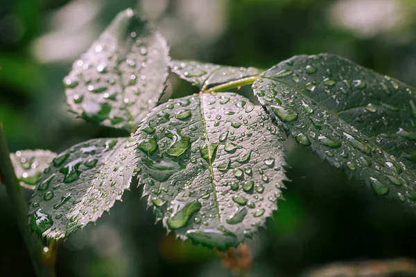 Vista Perto Das Gotas Água Nas Folhas Verdes Após Chuva — Fotografia de Stock