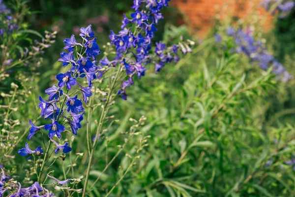 Modré Delfinium Květiny Kvetoucí Letní Zahradě Měkkým Ostřením Rozmazané Pozadí — Stock fotografie