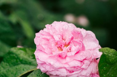 Yağmurdan sonra güzel pembe gül yaprakları.