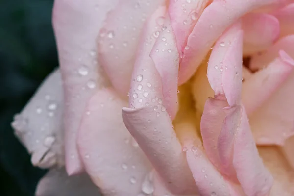Krásné Růžové Lístky Růží Dešti — Stock fotografie