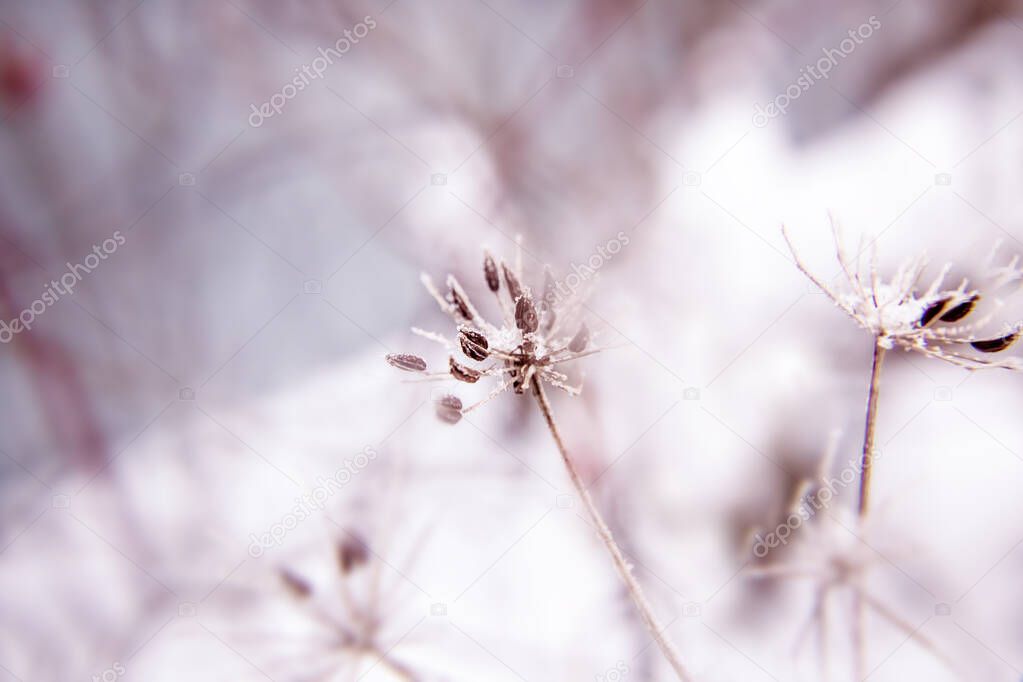 Abstract background with branches of dry meadow flowers and dandelion. Blurry background