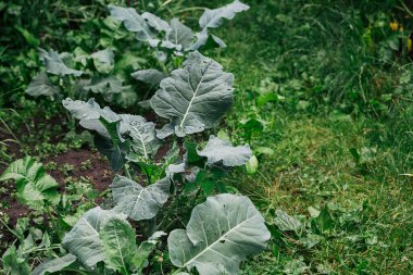 Karnabahar, bahçedeki lahana başı..