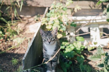 Gri kedi yavrusu bahçedeki yatakların arasında oturur ve kameraya bakar..