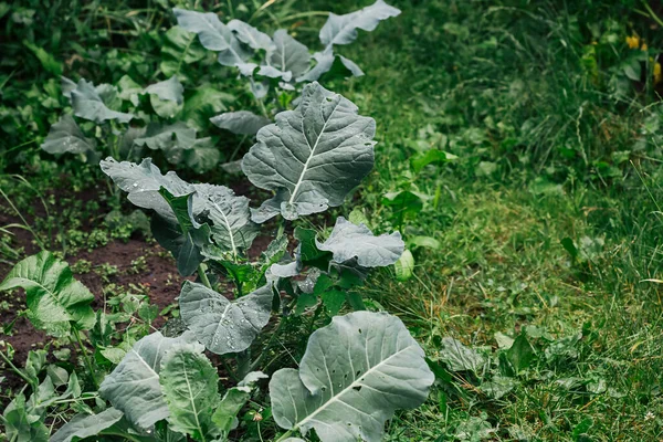 Karnabahar, bahçedeki lahana başı..