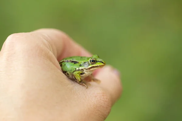 Ανθρώπινο Χέρι Κατέχει Ένα Πράσινο Βάτραχο Επιλεκτική Εστίαση Πράσινο Θολή — Φωτογραφία Αρχείου