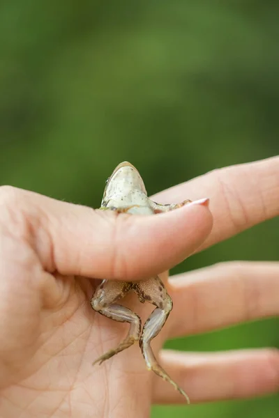 Human Hand holds a green frog, selective focus, green blurred background.