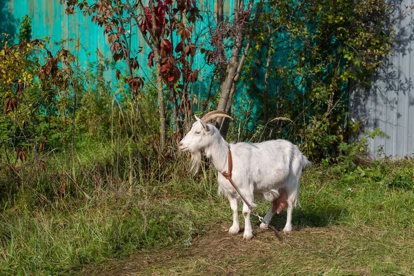 Köyde Sonbahar Zamanı Küçük Beyaz Keçi — Stok fotoğraf