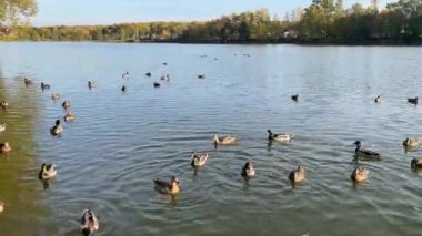 Erkek ve dişi yaban ördekleri sonbaharda yiyecek ararken gölette yüzerler.