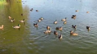 Erkek ve dişi yaban ördekleri sonbaharda yiyecek ararken gölette yüzerler.