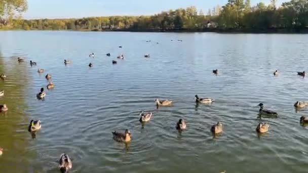Male Female Mallard Ducks Swimming Pond While Looking Food Autumn — Stock Video