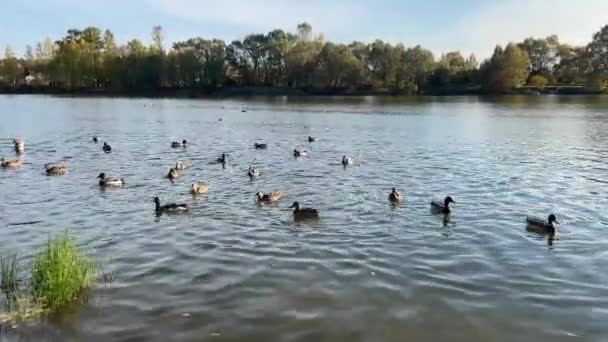 Patos Reais Machos Fêmeas Nadando Uma Lagoa Enquanto Procuram Comida — Vídeo de Stock