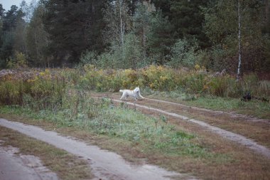 Ormanda sonbaharda Beyaz Köpek.
