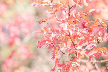 Güneş ışığı ve bokeh parlak sarı yaprakların güzel sonbahar arkaplanı. Altın yapraklar.