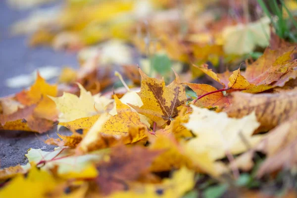 Φθινόπωρο Φόντο Πεσμένα Κίτρινα Φύλλα Σφενδάμου Στο Έδαφος Επιλεκτική Εστίαση — Φωτογραφία Αρχείου