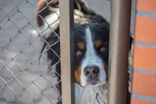 Berner Sennenhund Blickt Durch Gitter Die Kamera Selektiver Fokus Verschwommener — Stockfoto