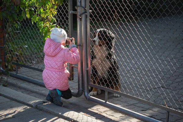 女の子が門から犬の写真を撮る — ストック写真