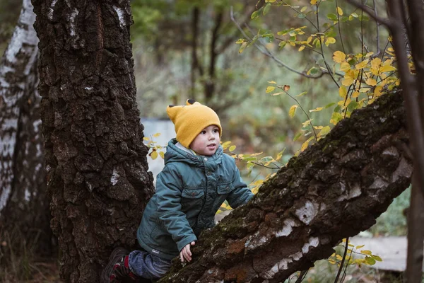Menino Caucasiano Casaco Verde Trepando Árvore Floresta Outono — Fotografia de Stock