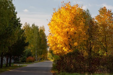 Akçaağaç ağaçları ve mavi gökyüzü ile sonbahar arkaplanı.