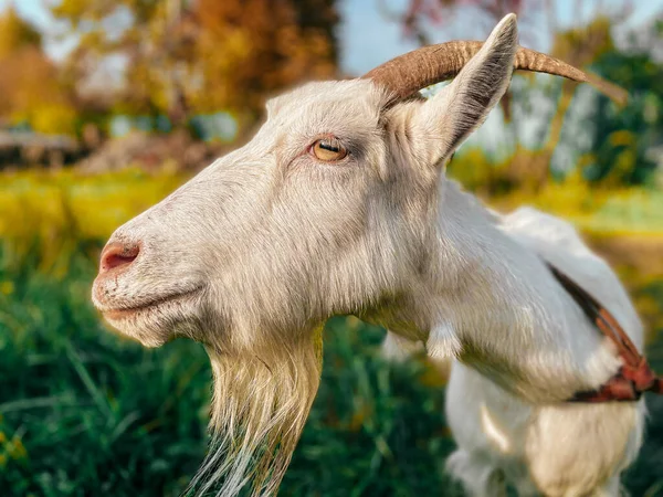 Portrait White Little Goat Village Autumn Time — Stock Photo, Image