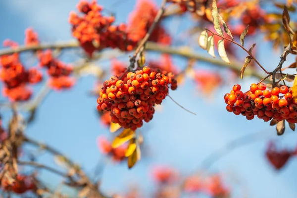 Bagas rowan vermelhas brilhantes em um ramo contra um céu azul — Fotografia de Stock