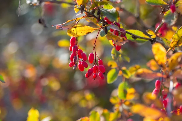 Érett szamóca a bokrok ágain ősszel — Stock Fotó