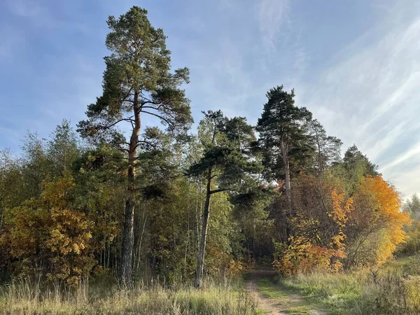 Осінній Жовтень Ліс Проти Вибіркового Фокусу Блакитного Неба — стокове фото
