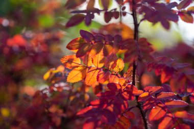Sonbaharda çalılıklarda parlak renkli yapraklar, seçici odak, bulanık arkaplan