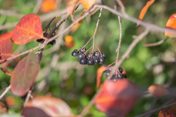 Frutas Chokeberry Maduras Outono Foco Seletivo Fundo Embaçado — Fotografia de Stock