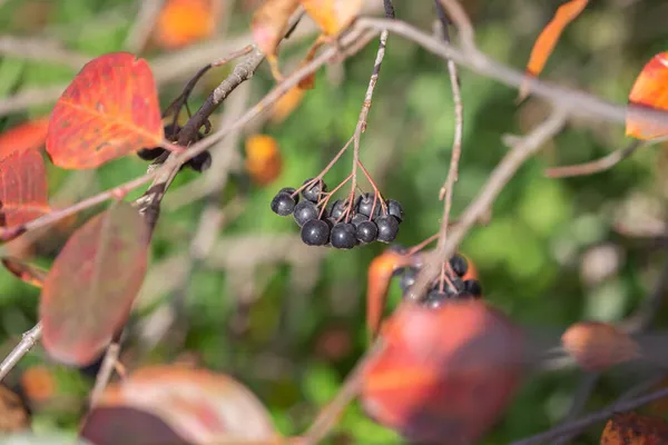 Érett Chokeberry Bogyók Ősszel Szelektív Fókusz Homályos Háttér — Stock Fotó