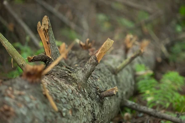 Umgestürzter Baum Mit Abgebrochenen Ästen Mit Moos Bedeckt — Stockfoto