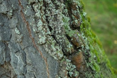 yosun kaplı dokulu ağaç kabuğu, yakın çekim.