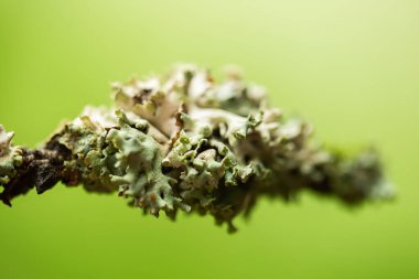 Lichen Cystococcus bir ağaç dalında. Dallarda yeşil yosun.