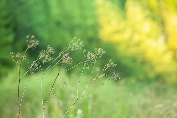 Abstract Natural Background Blades Grass Flowers Selective Focus Blurred Background — Stock Photo, Image