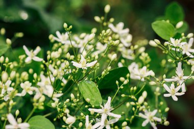 Bahçede geniş beyaz klematis çiçekleri grubu seçici odak ve bulanık arkaplan
