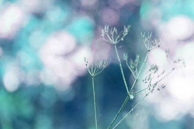 Çimen ve çiçek yapraklarıyla soyut doğal arkaplan, seçici odak, bulanık arkaplan