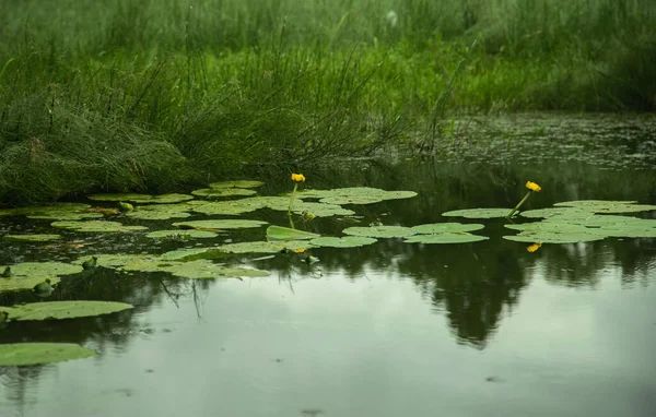 川の表面に水の植物 夏の森の風景 — ストック写真
