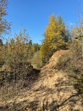 Sonbahar ormanı mavi gökyüzüne karşı seçici odak.