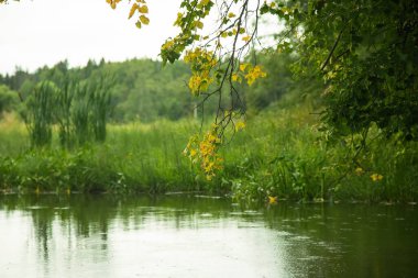 Nehirle gündüz vakti yeşil yaz orman manzarası.