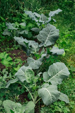 Karnabahar, bahçedeki lahana başı..